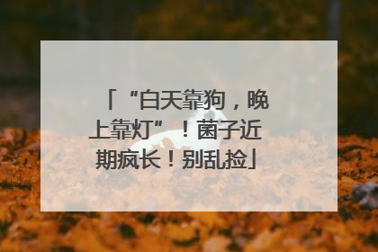 “白天靠狗，晚上靠灯”！菌子近期疯长！别乱捡