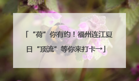 “荷”你有约！福州连江夏日“顶流”等你来打卡→