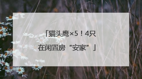 猫头鹰×5！4只在闲置房“安家”