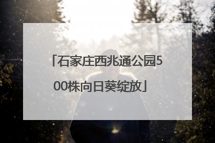 石家庄西兆通公园500株向日葵绽放