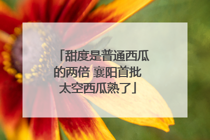 甜度是普通西瓜的两倍 襄阳首批太空西瓜熟了