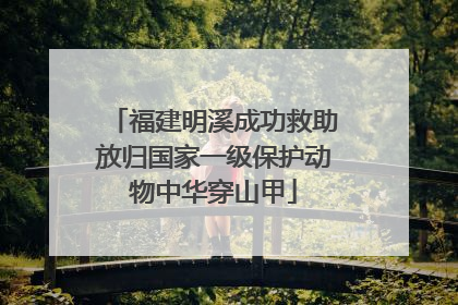 福建明溪成功救助放归国家一级保护动物中华穿山甲