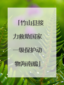 竹山县接力救助国家一级保护动物海南鳽