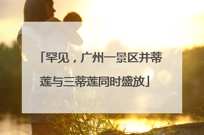 罕见，广州一景区并蒂莲与三蒂莲同时盛放