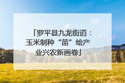 罗平县九龙街道：玉米制种“苗”绘产业兴农新画卷