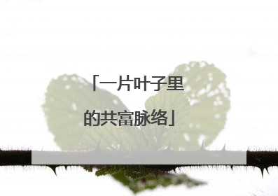 一片叶子里的共富脉络