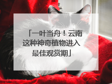 一叶当舟！云南这种神奇植物进入最佳观赏期