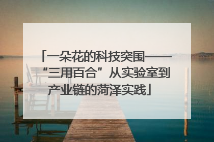 一朵花的科技突围——“三用百合”从实验室到产业链的菏泽实践