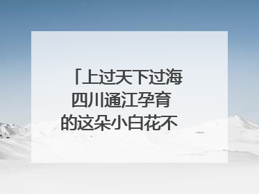 上过天下过海 四川通江孕育的这朵小白花不简单｜川陕渝网络名人巴中行