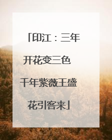 印江：三年开花变三色 千年紫薇王盛花引客来