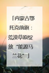 内蒙古鄂托克前旗：荒漠草原绽放“能源马兰花”