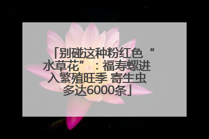 别碰这种粉红色“水草花”：福寿螺进入繁殖旺季 寄生虫多达6000条
