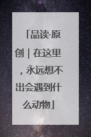 品读·原创｜在这里，永远想不出会遇到什么动物