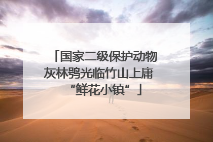 国家二级保护动物灰林鸮光临竹山上庸“鲜花小镇”