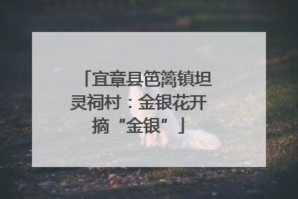 宜章县笆篱镇坦灵祠村：金银花开摘“金银”