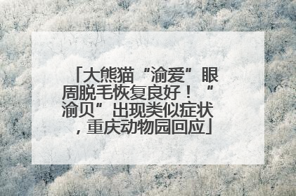 大熊猫“渝爱”眼周脱毛恢复良好！“渝贝”出现类似症状，重庆动物园回应