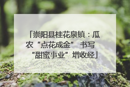 崇阳县桂花泉镇：瓜农“点花成金” 书写“甜蜜事业”增收经