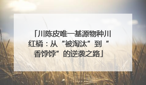 川陈皮唯一基源物种川红橘：从“被淘汰”到“香饽饽”的逆袭之路
