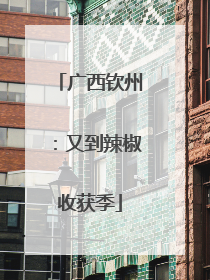 广西钦州：又到辣椒收获季