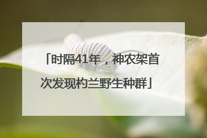时隔41年，神农架首次发现杓兰野生种群