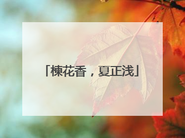 楝花香，夏正浅