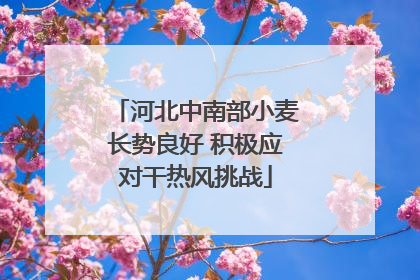 河北中南部小麦长势良好 积极应对干热风挑战