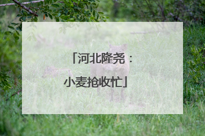 河北隆尧：小麦抢收忙