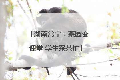 湖南常宁：茶园变课堂 学生采茶忙