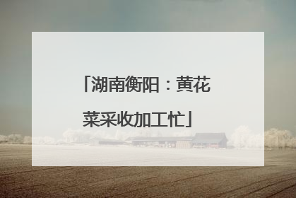 湖南衡阳：黄花菜采收加工忙