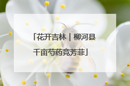 花开吉林｜柳河县千亩芍药竞芳菲