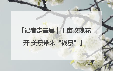 记者走基层｜千亩玫瑰花开 美景带来“钱景”