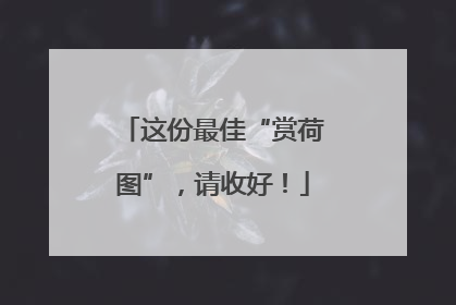 这份最佳“赏荷图”，请收好！