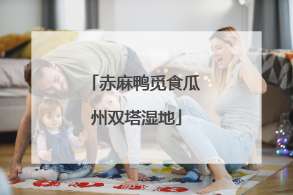 赤麻鸭觅食瓜州双塔湿地