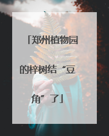 郑州植物园的梓树结“豆角”了