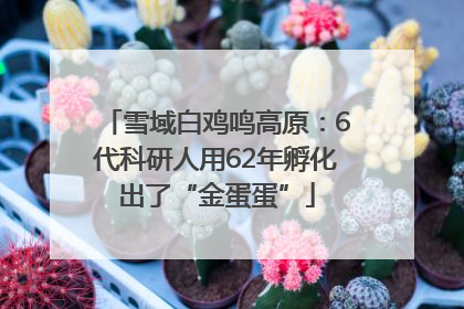 雪域白鸡鸣高原：6代科研人用62年孵化出了“金蛋蛋”
