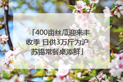400亩丝瓜迎来丰收季 日供3万斤为沪苏锡常餐桌添鲜