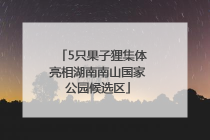5只果子狸集体亮相湖南南山国家公园候选区